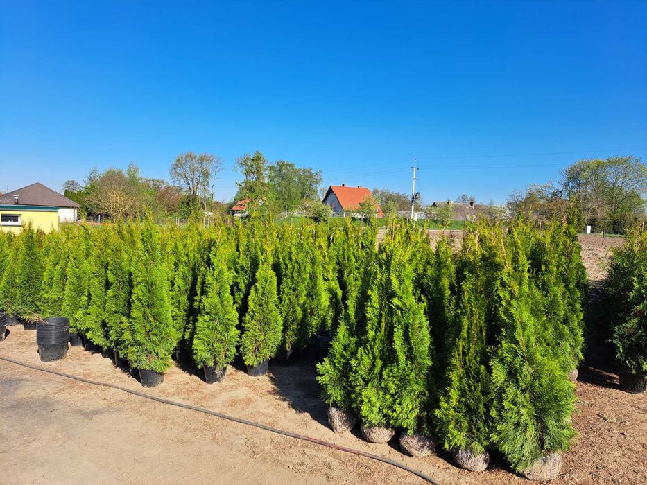 -20% Tuja szmaragd 150-170cm promocja trasa Słupsk Koszaliin