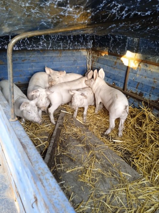 Продам поросята  м'ясної породи