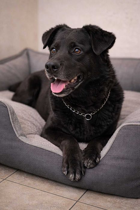 Jackson – rodzinny, proludzki pies powyżej kolan do adopcji