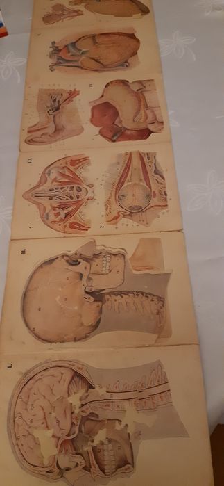 Mały atlas anatomiczny prof. Witold Sylwanowicz
