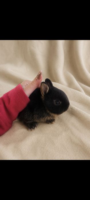 Coelhos anões holandeses (Netherland Dwarf)