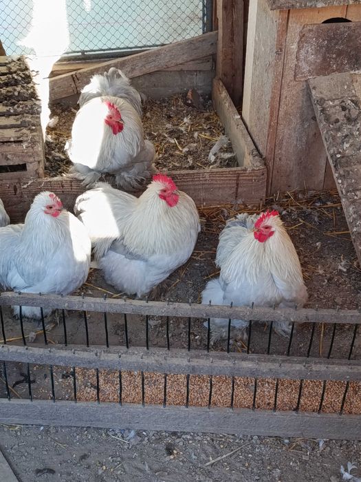 Sprzedam Kochiny Koguty