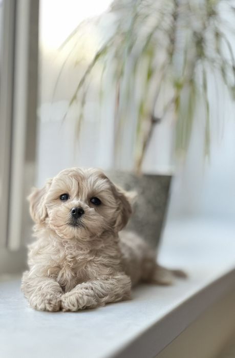 Мальтіпу карамельні , крем. Різні відтінки цуценят. -) в нас є вибір.