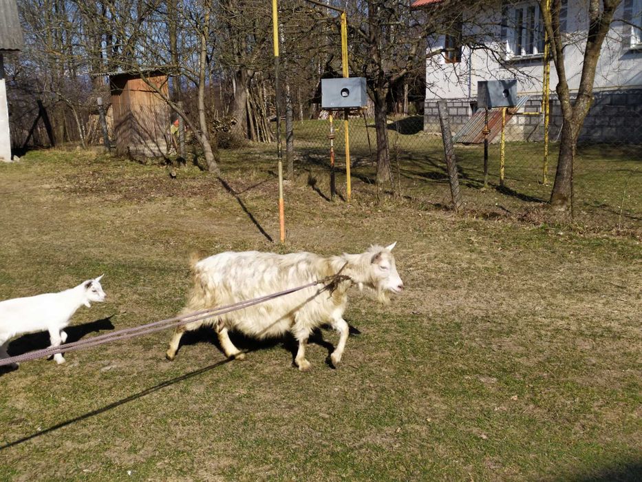 молода коза,дає 3 літри молока.