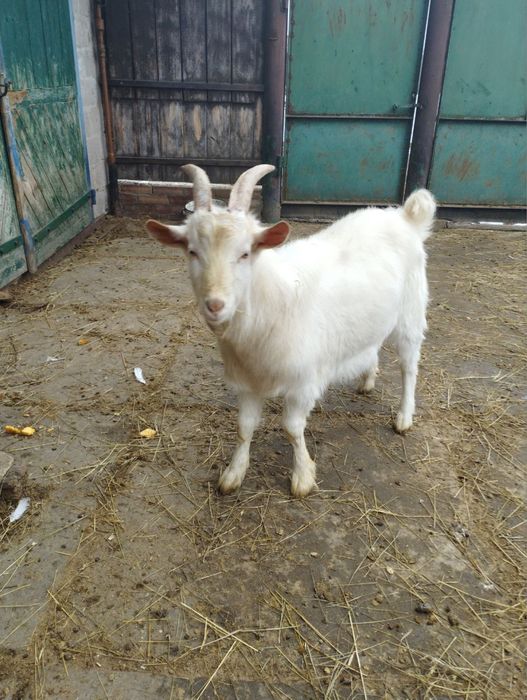 Продам козлика