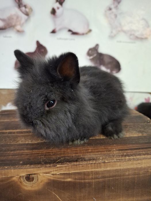 Sprzedam króliczki miniaturki TEDDY