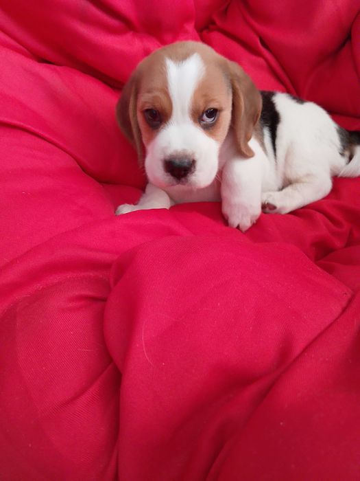 Sprzedam psa Beagla