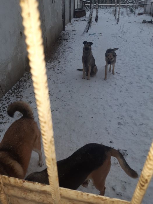 Розумні, молоді собаки шукають дім