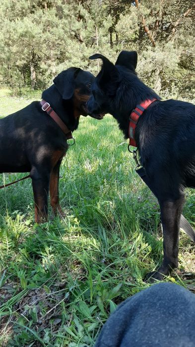 Śliczny młody piesek Charlie do adopcji ze schroniska.