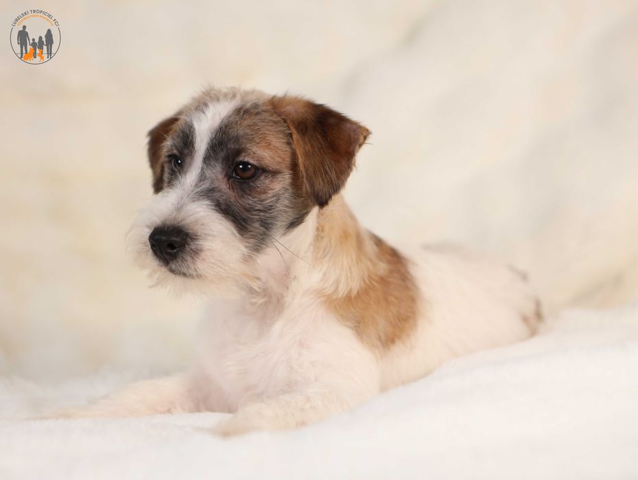 Jack Russell Terrier ZKwP FCI piesek
