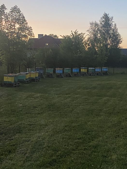 Rodziny pszczele Mielec