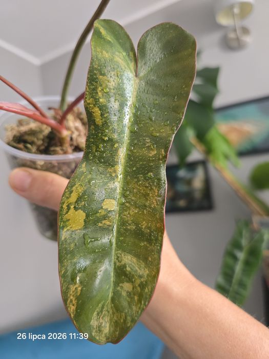 Philodendron  brown beauty variegata