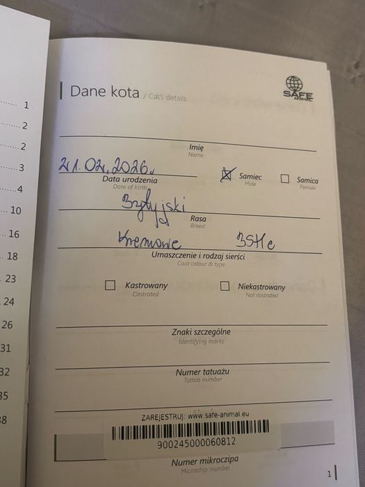 Kot brytyjski kremowy