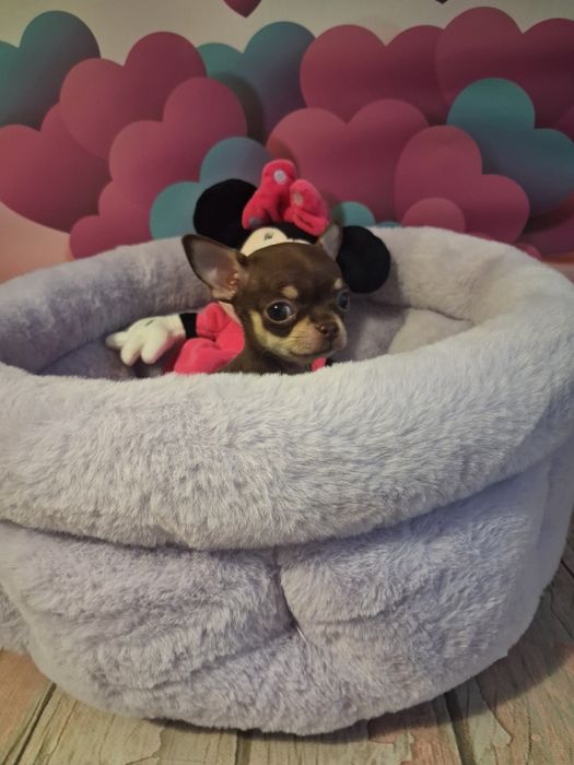 Mała laleczka  Edna chihuahua