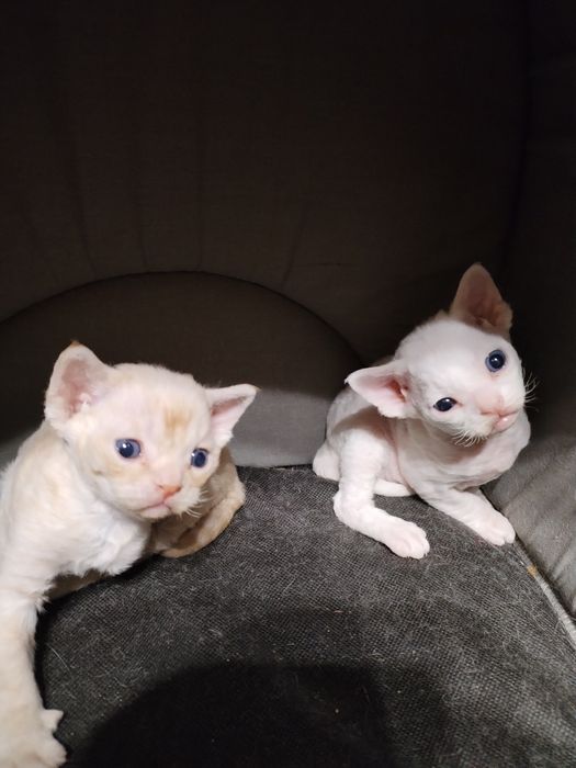 Девон Рекс хлопчик