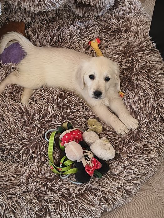 Golden Retriever szczeniak