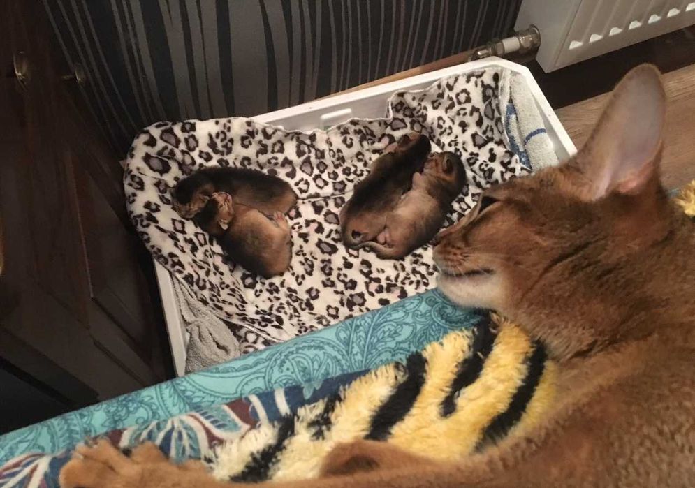 Кошечка котенок абиссинская окрас дикий