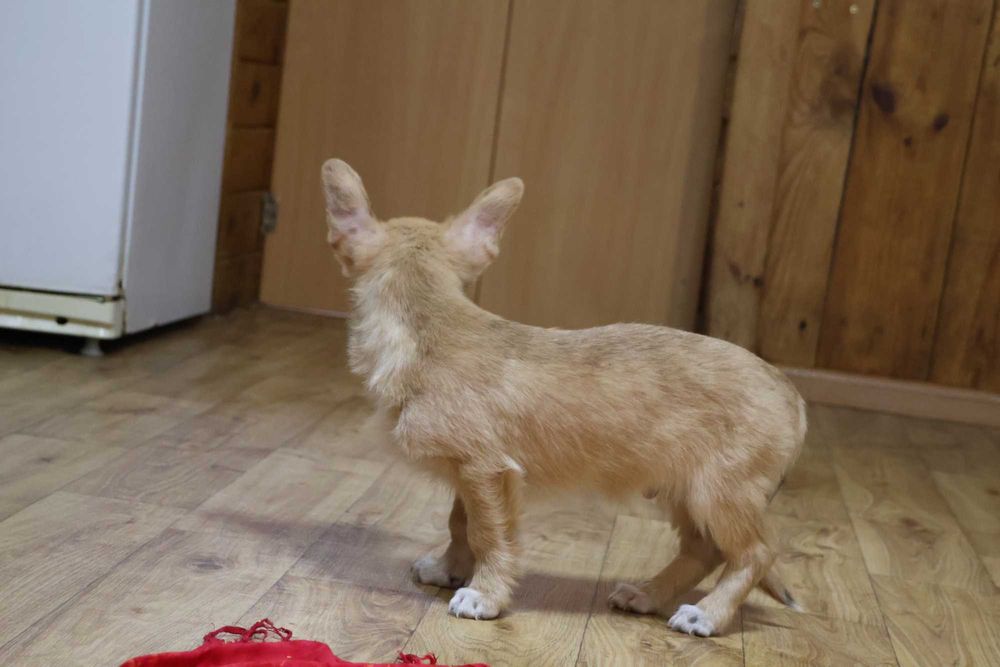 Хлопчик коргі 3.5 міс привитий двічі