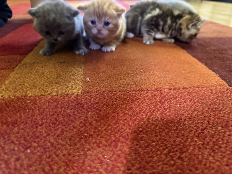 Котята весло прямо шотландка