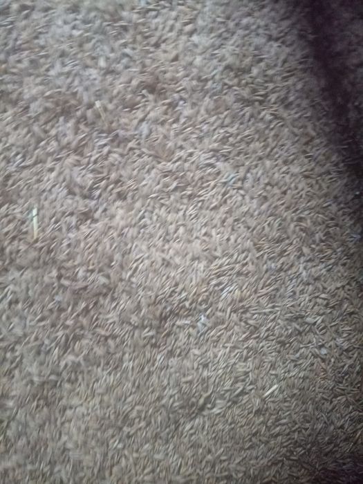 Sprzedam Owies tegoroczny