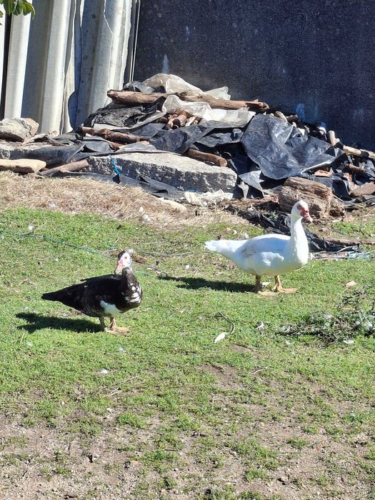 Patos mudos criados ao ar livre