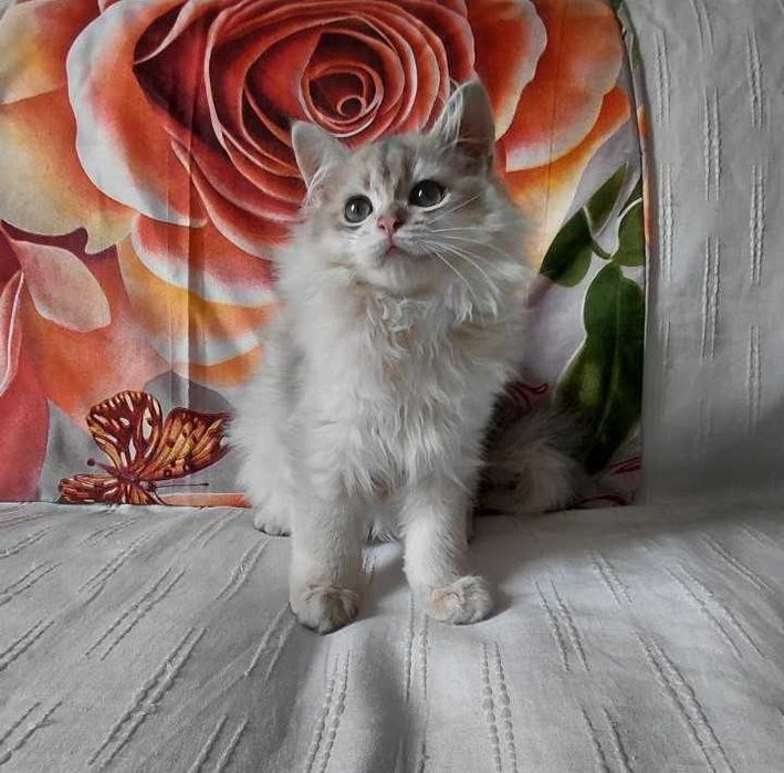 Шотландский длинношерстный котик в окрасе голубое золото ау11