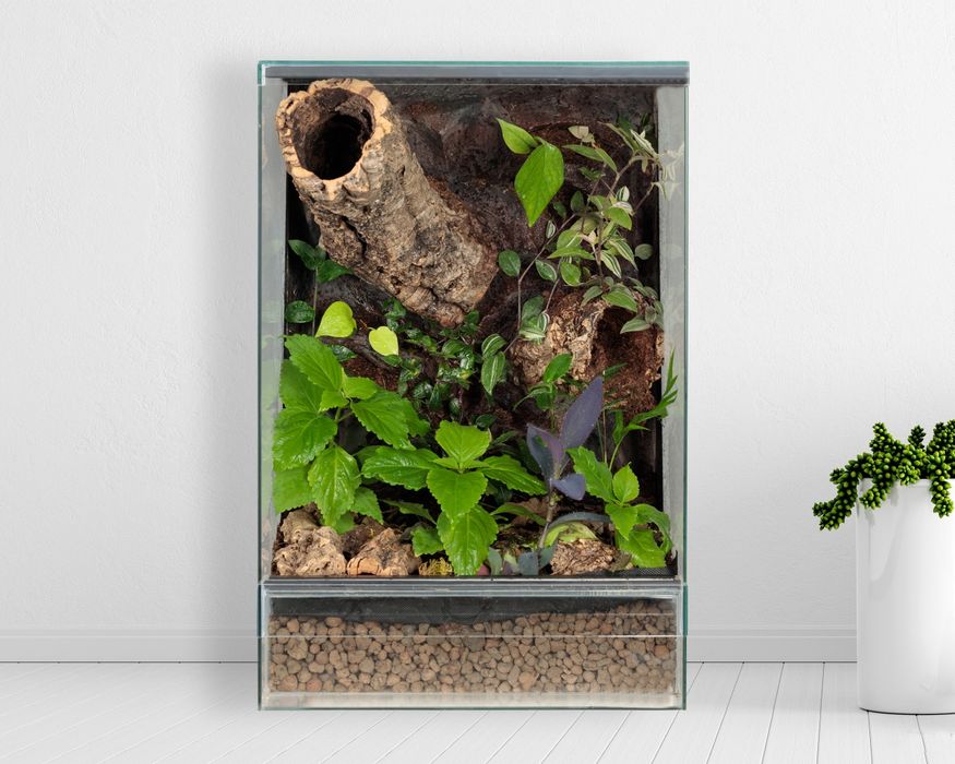 Las w szkle terrarium paludarium