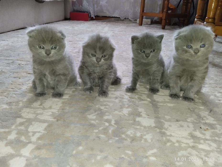 Продам Шотландських кошенят