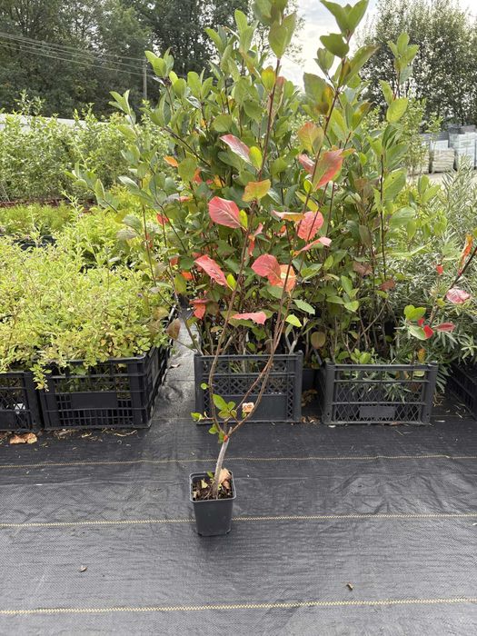 Aronia Galicjanka