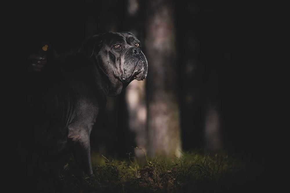 Aspen Cane Corso do adopcji.