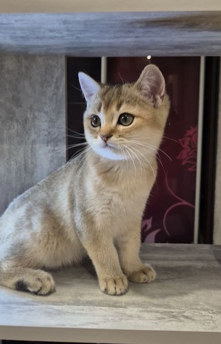 КОШЕНЯ Британська золота шиншила