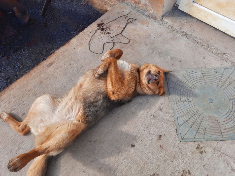 Гулька шукає дім