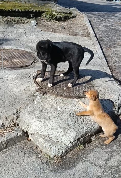 Гарнюще цуценятко (дівчинка)