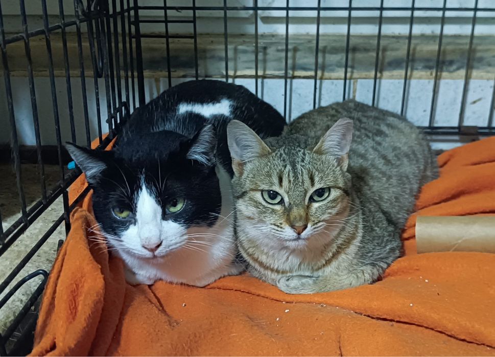 Gatos(M/F) Juvenis já esterilizados!