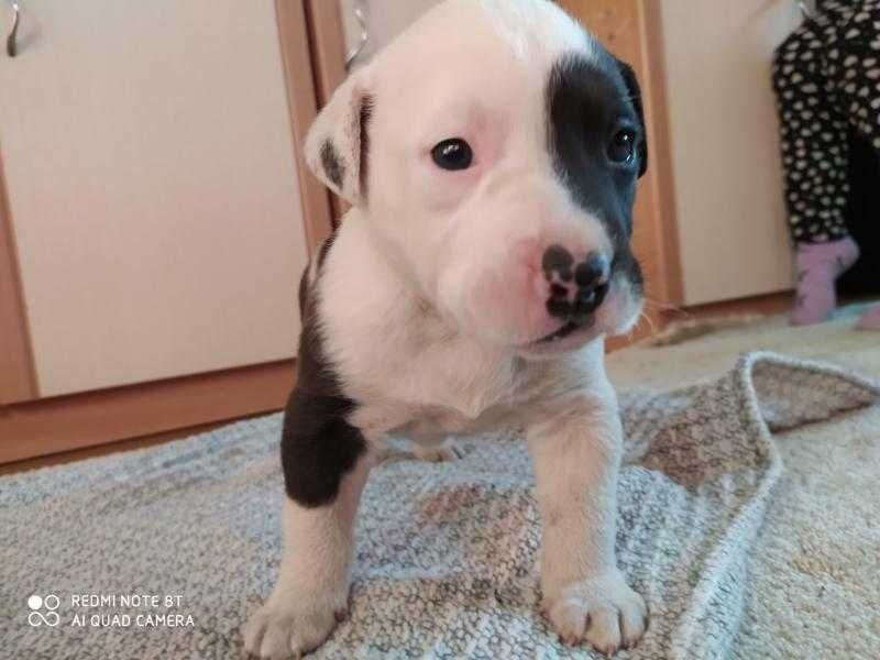 Підбуль для в'язки !!!