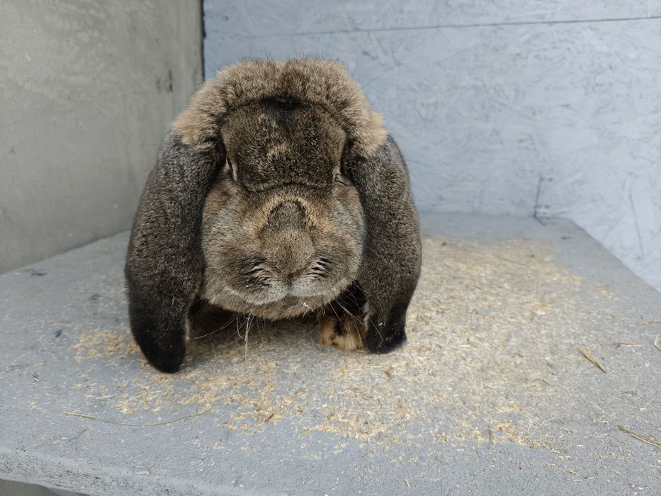 Francuski Baran Szary