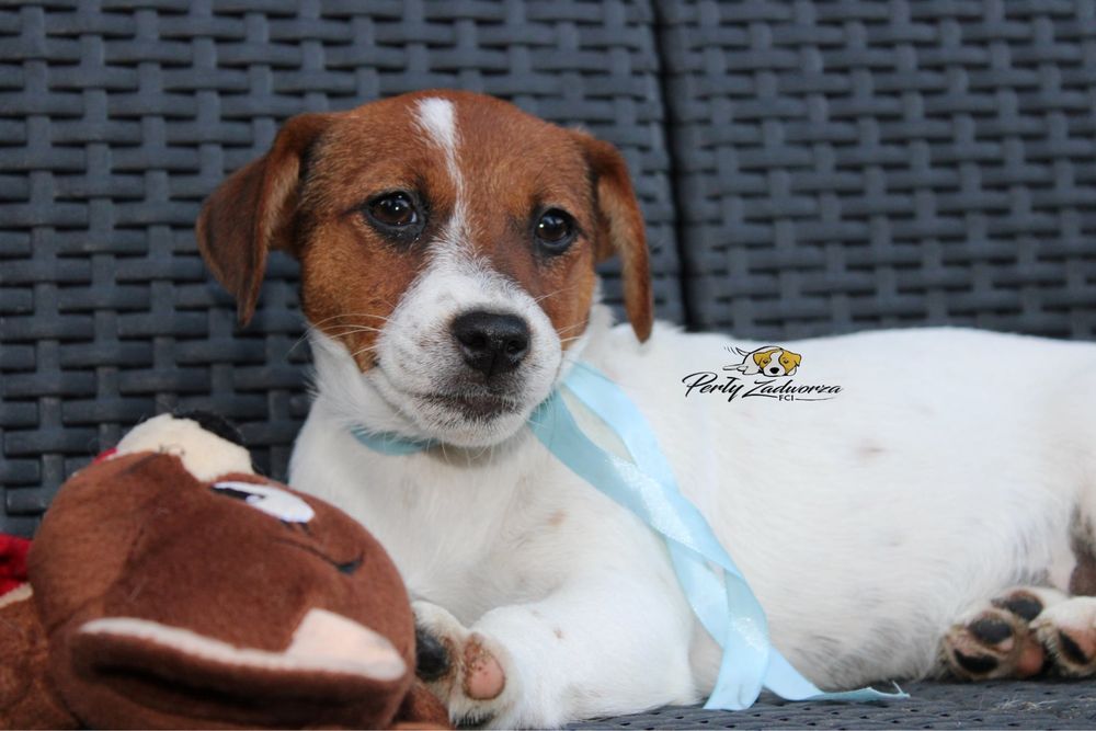 Wyjatkowa sunia Jack Russell Terrier ZKwP FCI