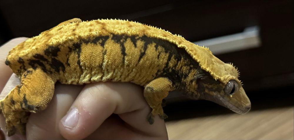 Gekon orzesiony Samiczka