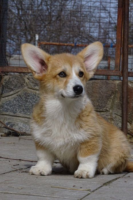 Розплідник пропонує