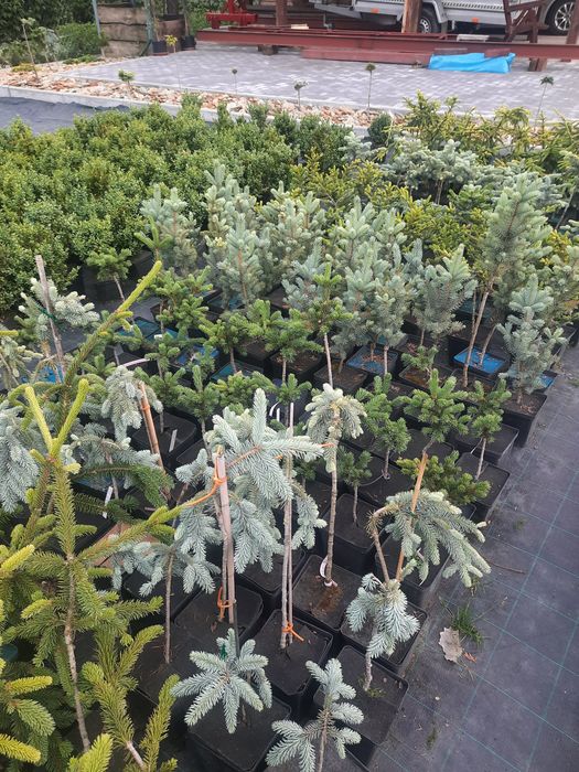 Świerk, szczepiony na pniu