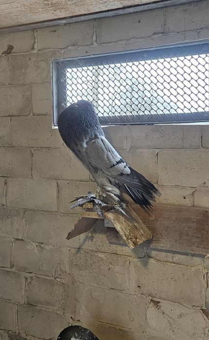 Garlacze Pomorskie Samica 25r Siwa