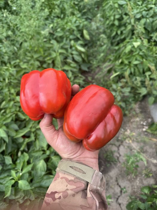Продам перець Геркулес
