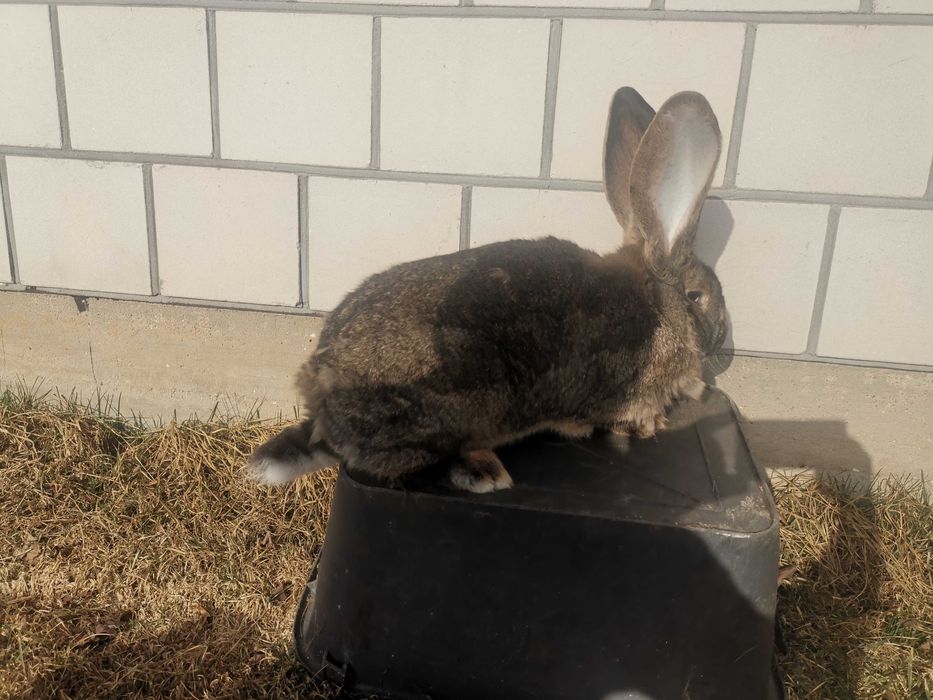 Sprzedam samice Olbrzym Belgijski