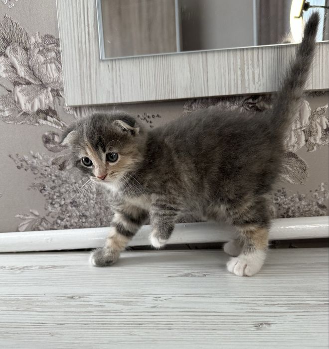 Шотландські кошенята