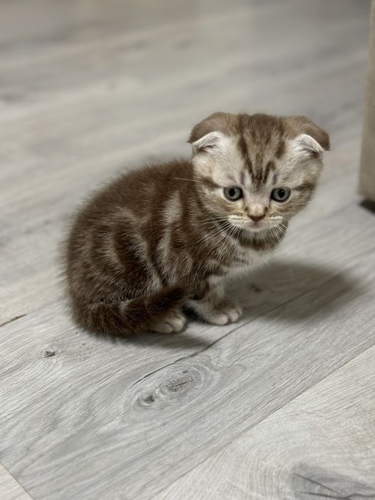 Кошенята мраморні шотландці