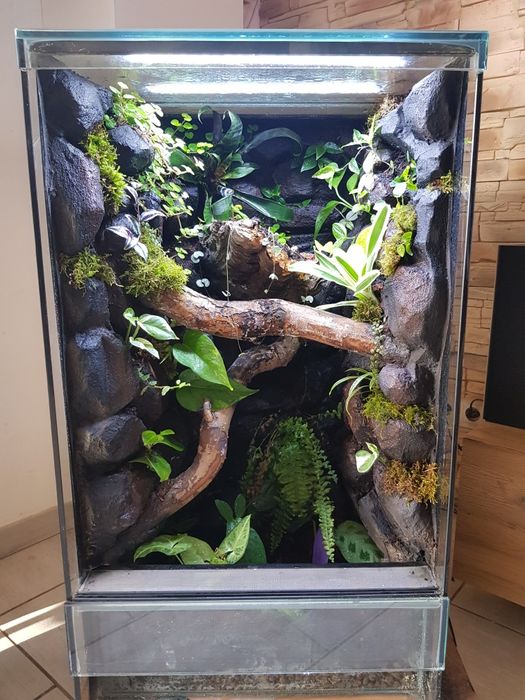 Terrarium tropikalne 40x40x60 paludarium gekon
