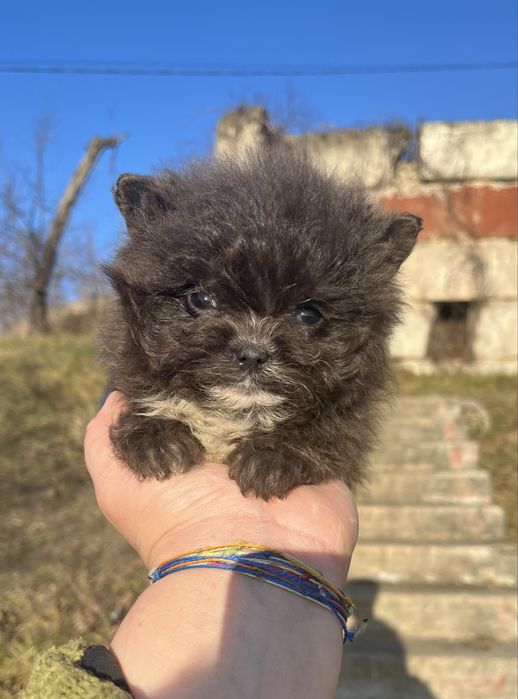 Девочка необычного окраса помапу