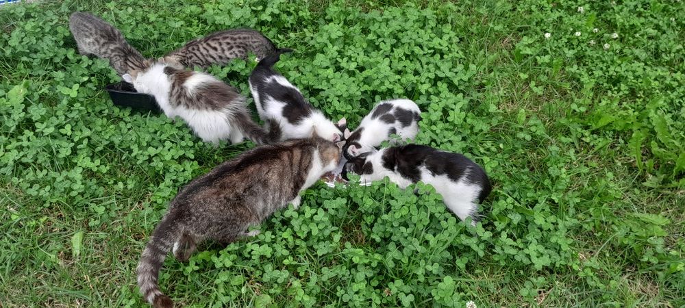 3 miesięczne kotki szukają domów