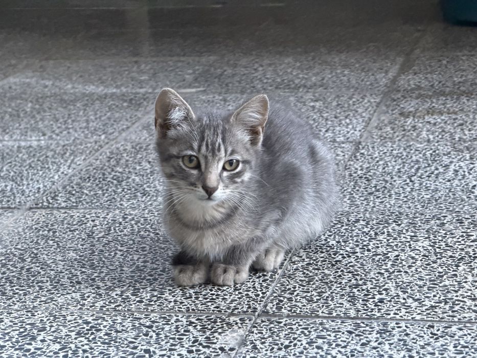 Gatas para adoção