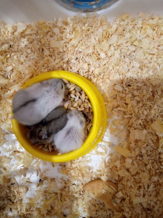 Хомячки Кременчуг